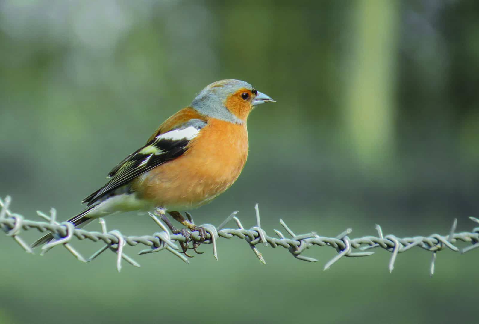 Small bird on a wire