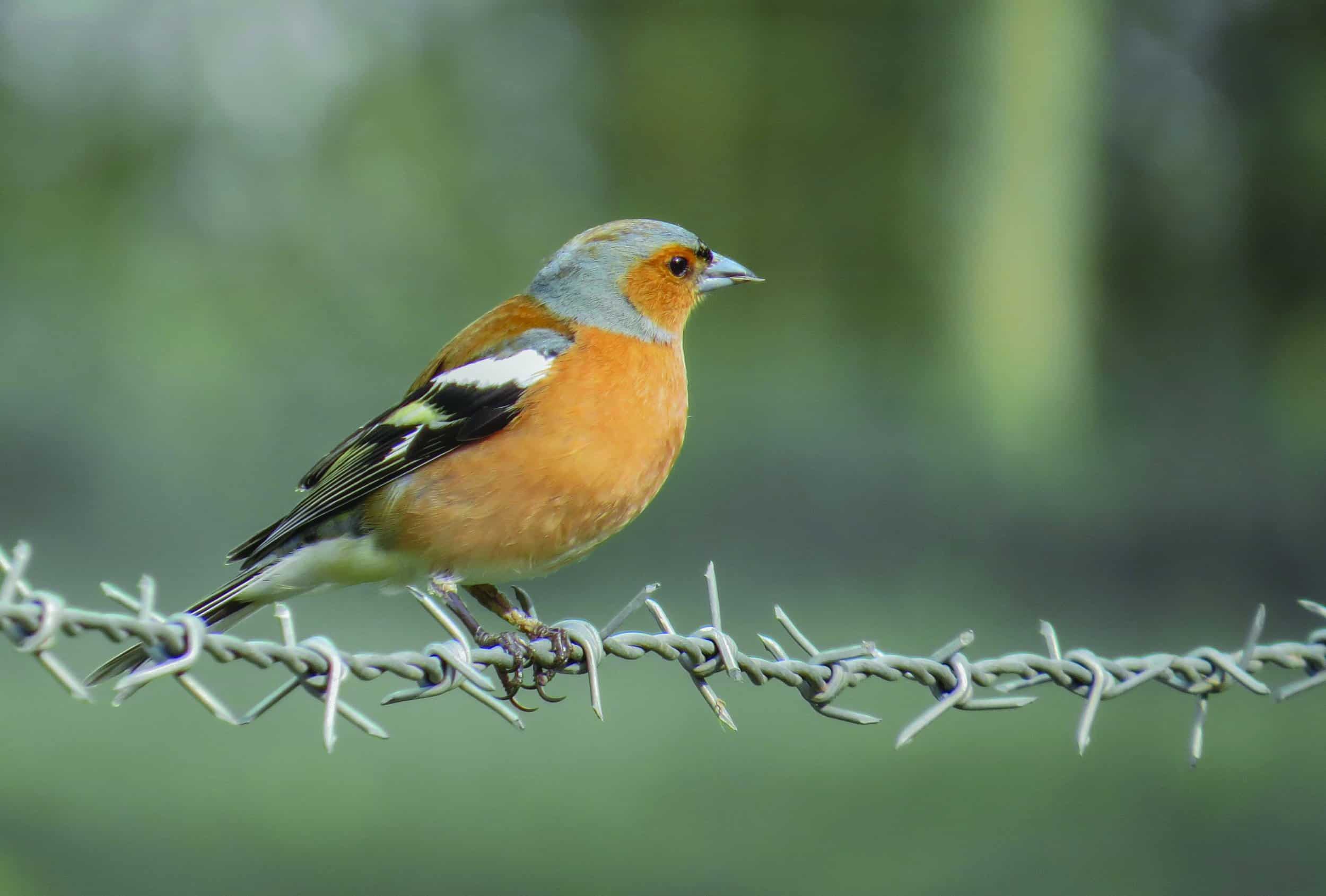 Chaffinch on a wire
