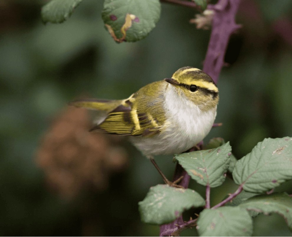 A small bird with yellow feathers in a tree