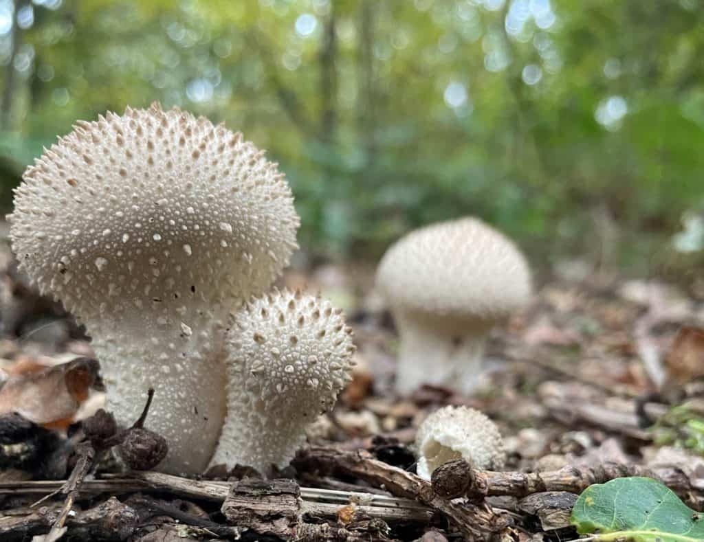 Fungi Courses | Online and UK Wide | Field Studies Council