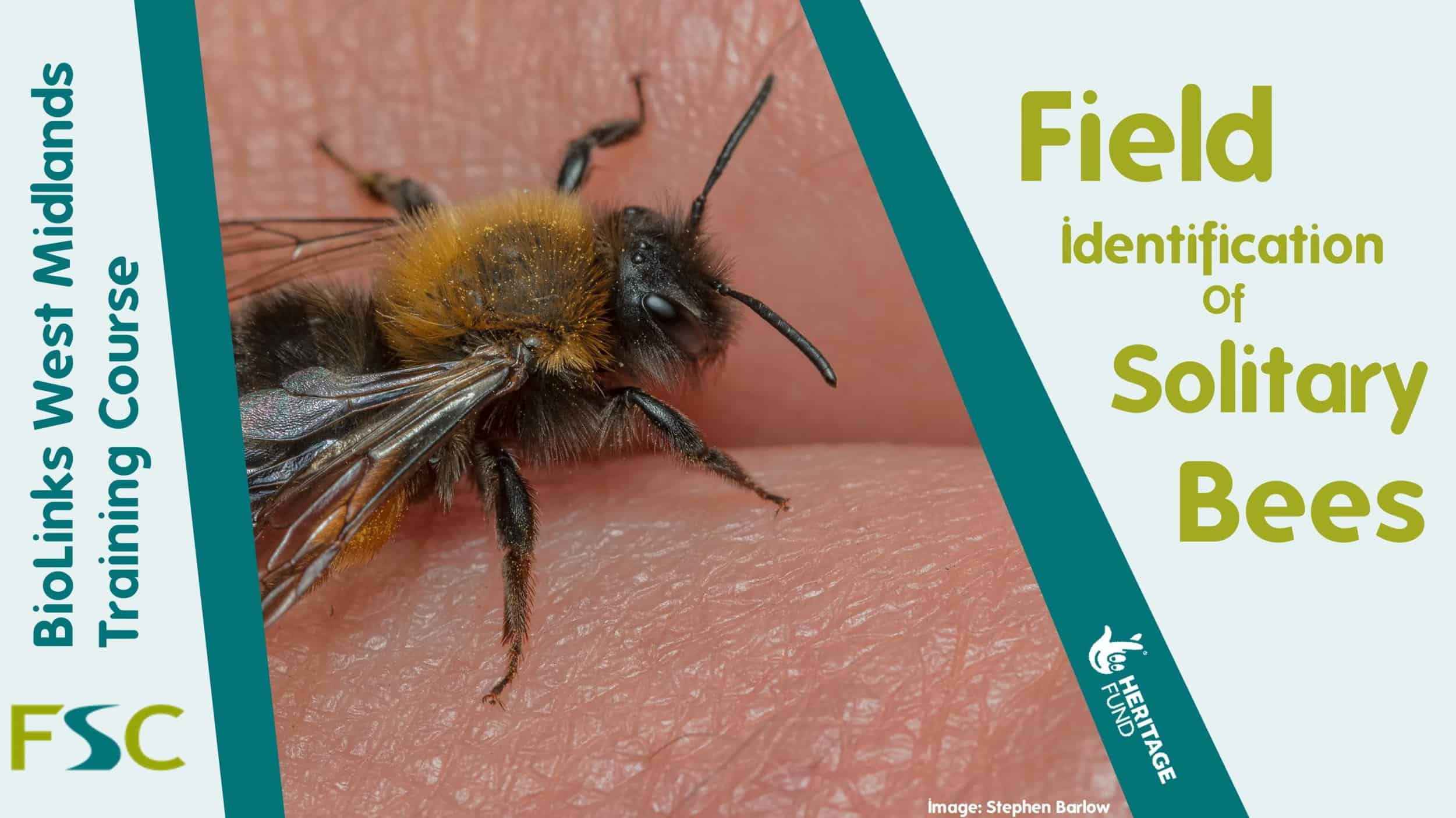 Field Identification Of Solitary Bees Field Studies Council field-identification-of-solitary-bees-field-studies-council