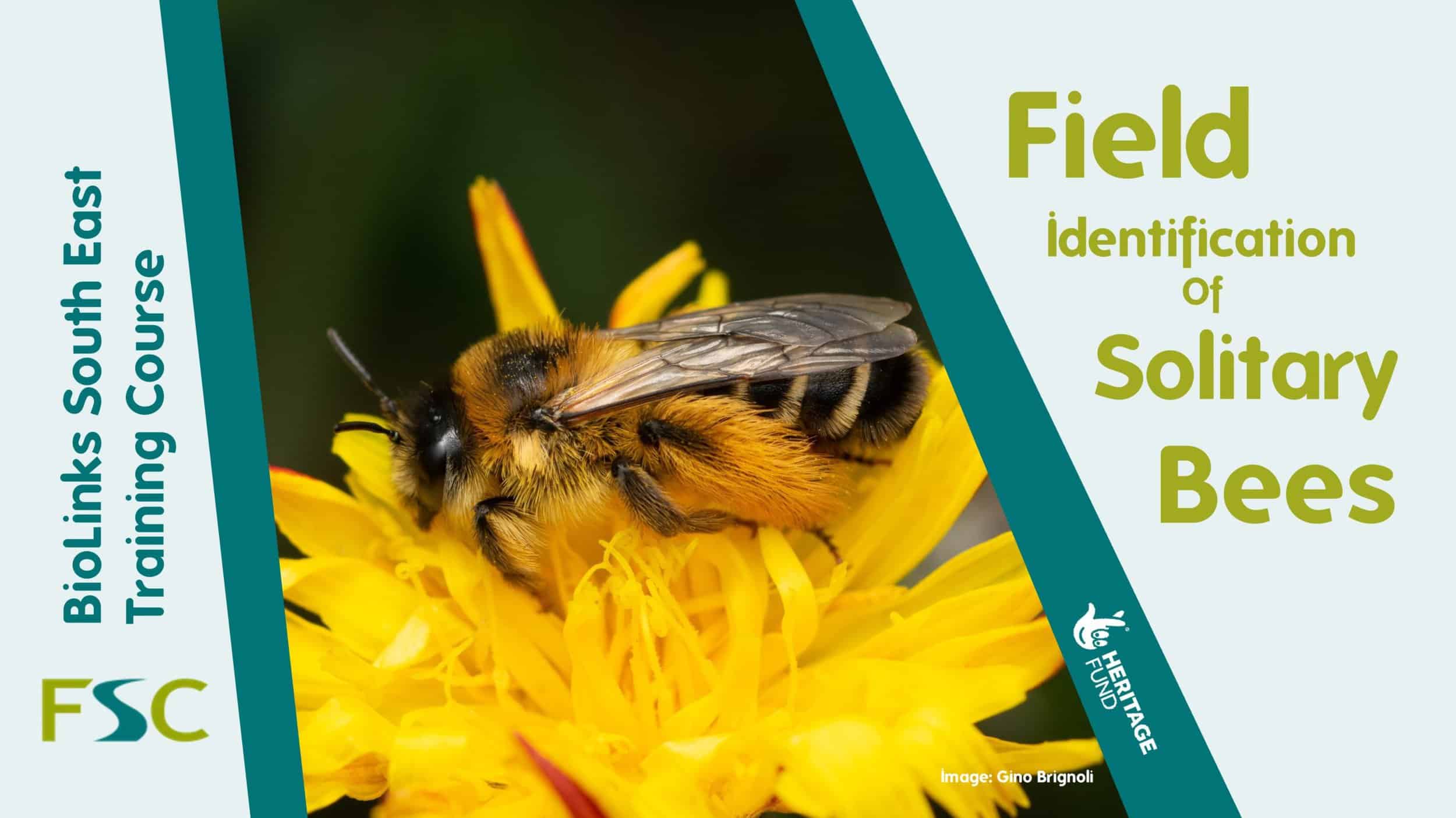 Field Identification of Solitary Bees Field Studies Council