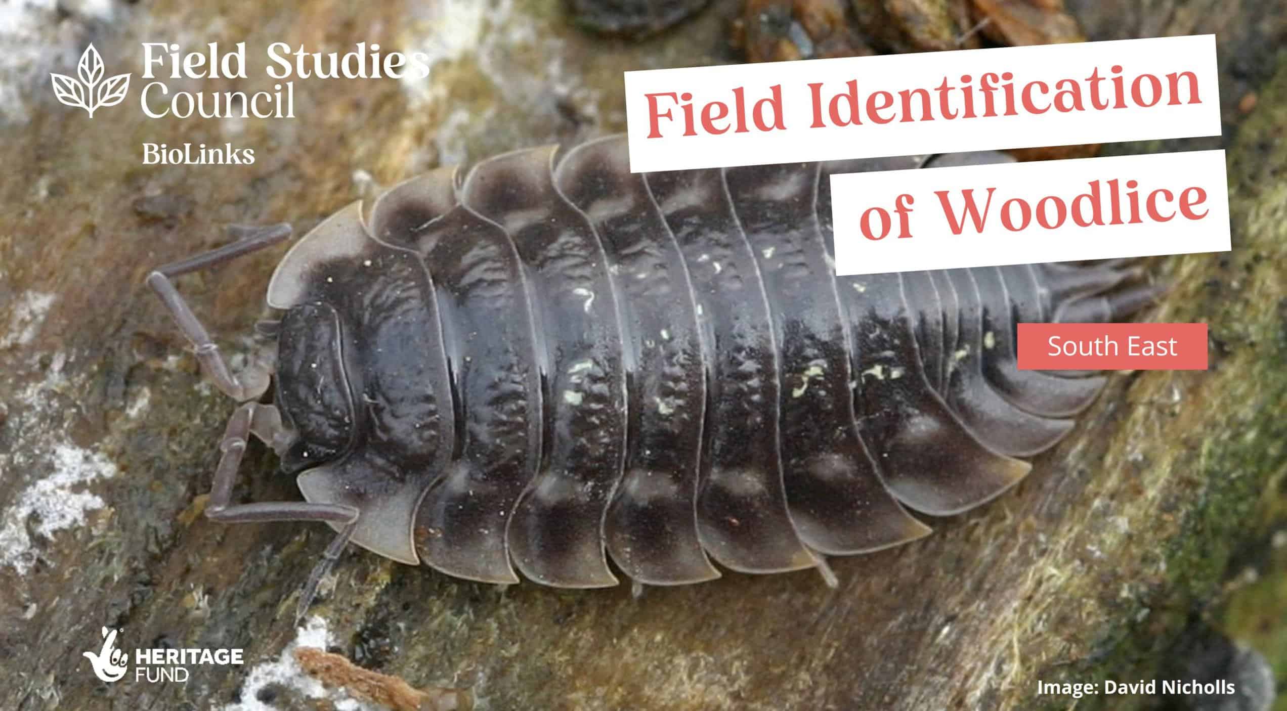 Field Identification of Woodlice 26/10/2022 Field Studies Council