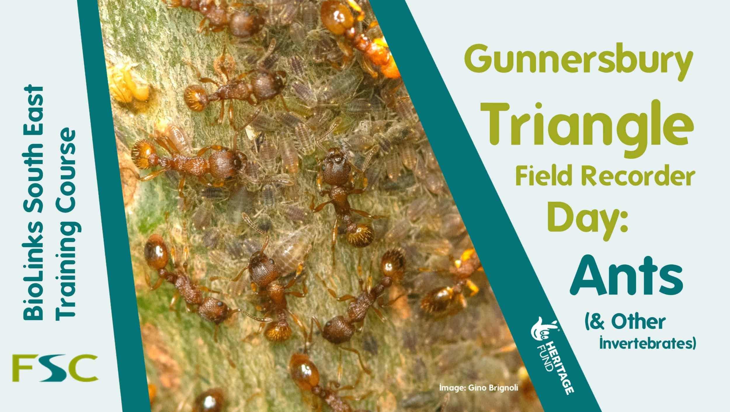 Ant Field Recorder Day Gunnersbury Triangle (24 May) Field Studies