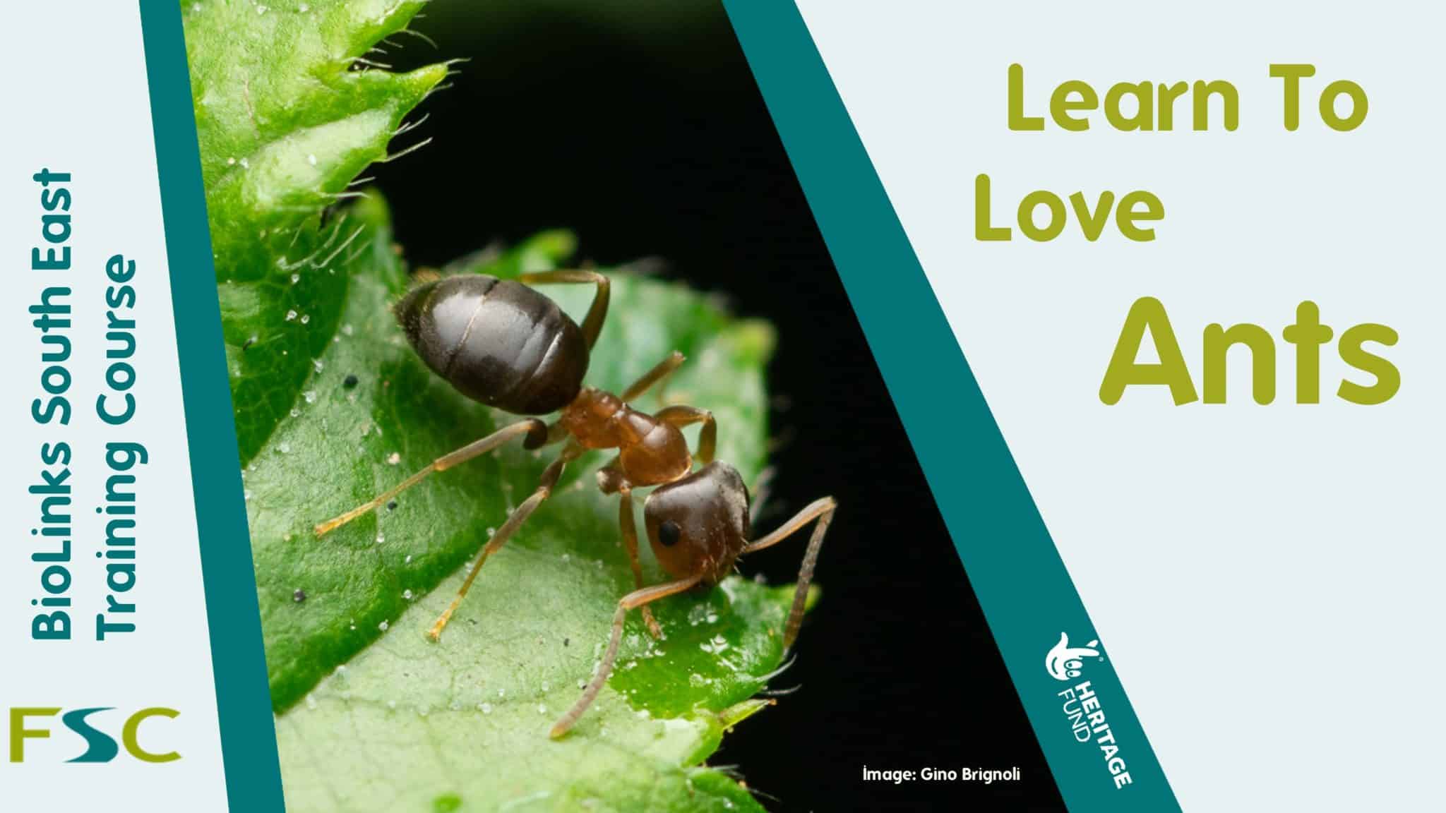 Learn to Love Ants Field Studies Council