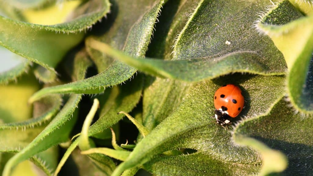 UK Species of Ladybird Beetle. Coccinellidae.