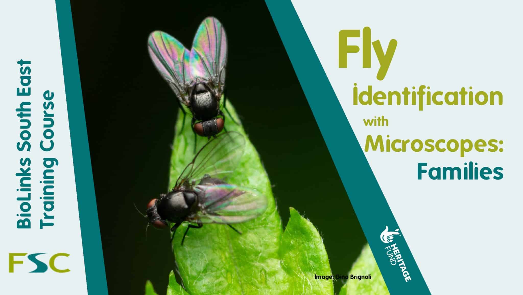 Fly Identification with Microscopes Families Field Studies Council