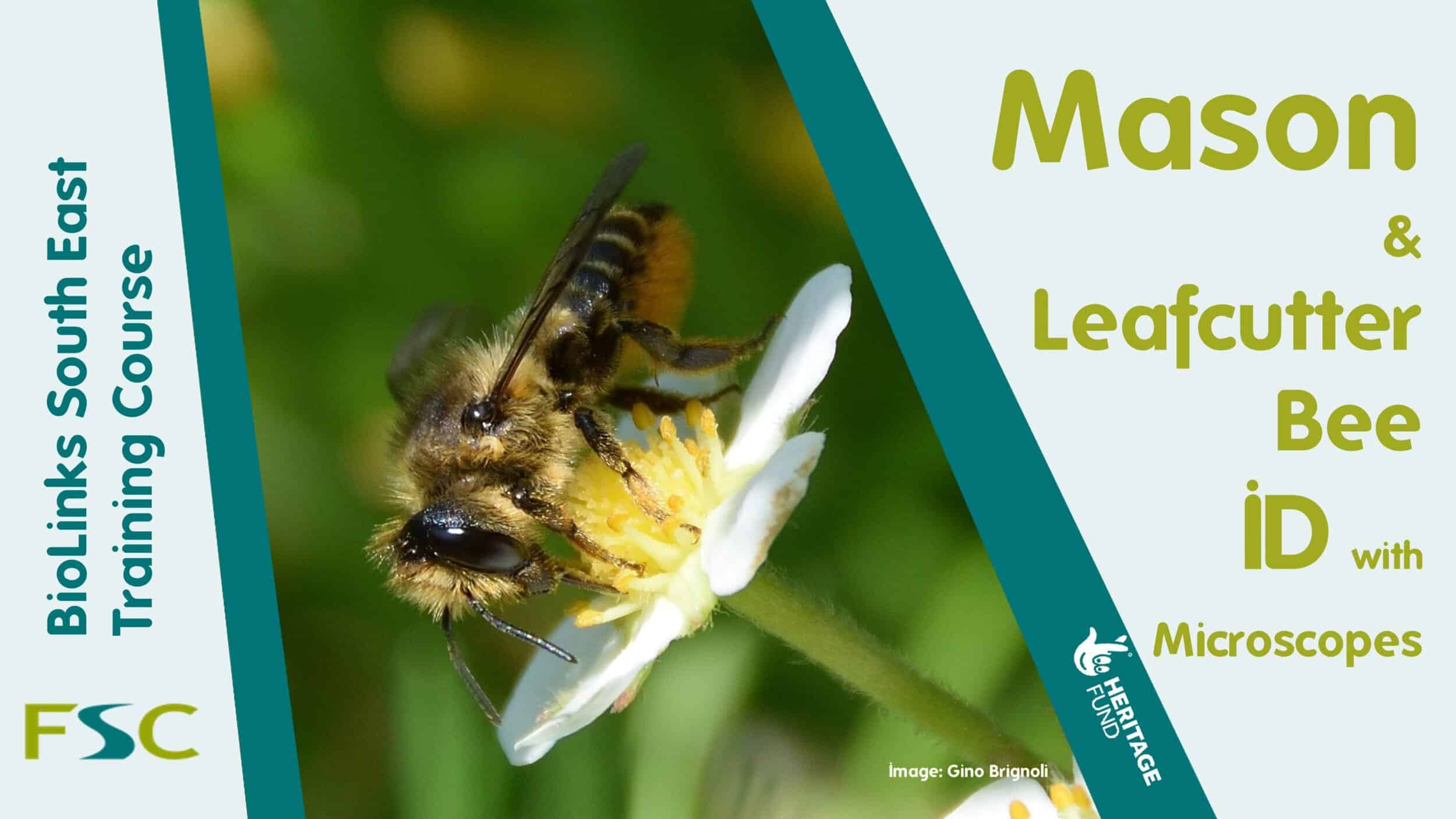 Mason and Leafcutter Bee ID with Microscopes Field Studies Council
