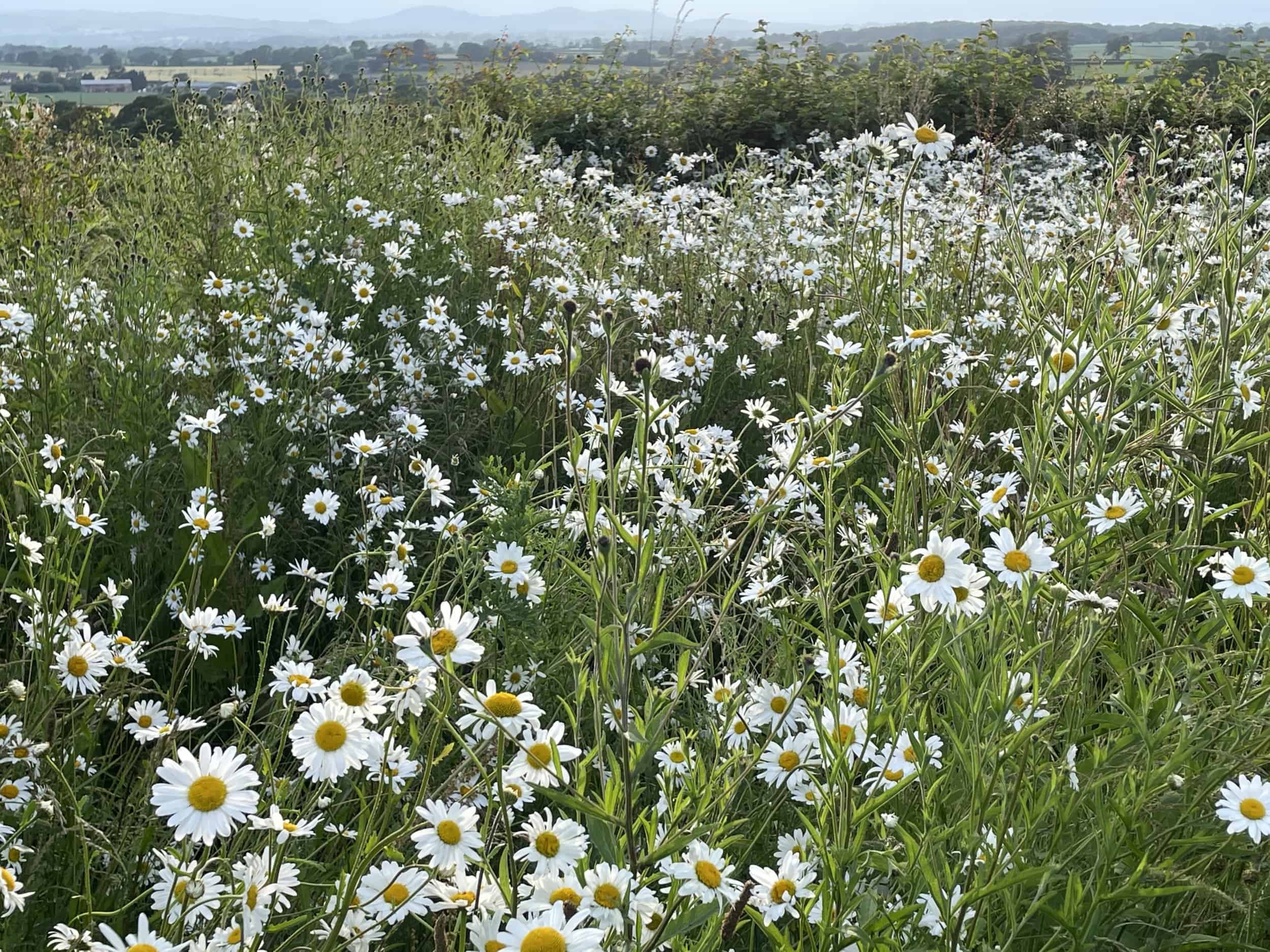 white daisy flowers in a field