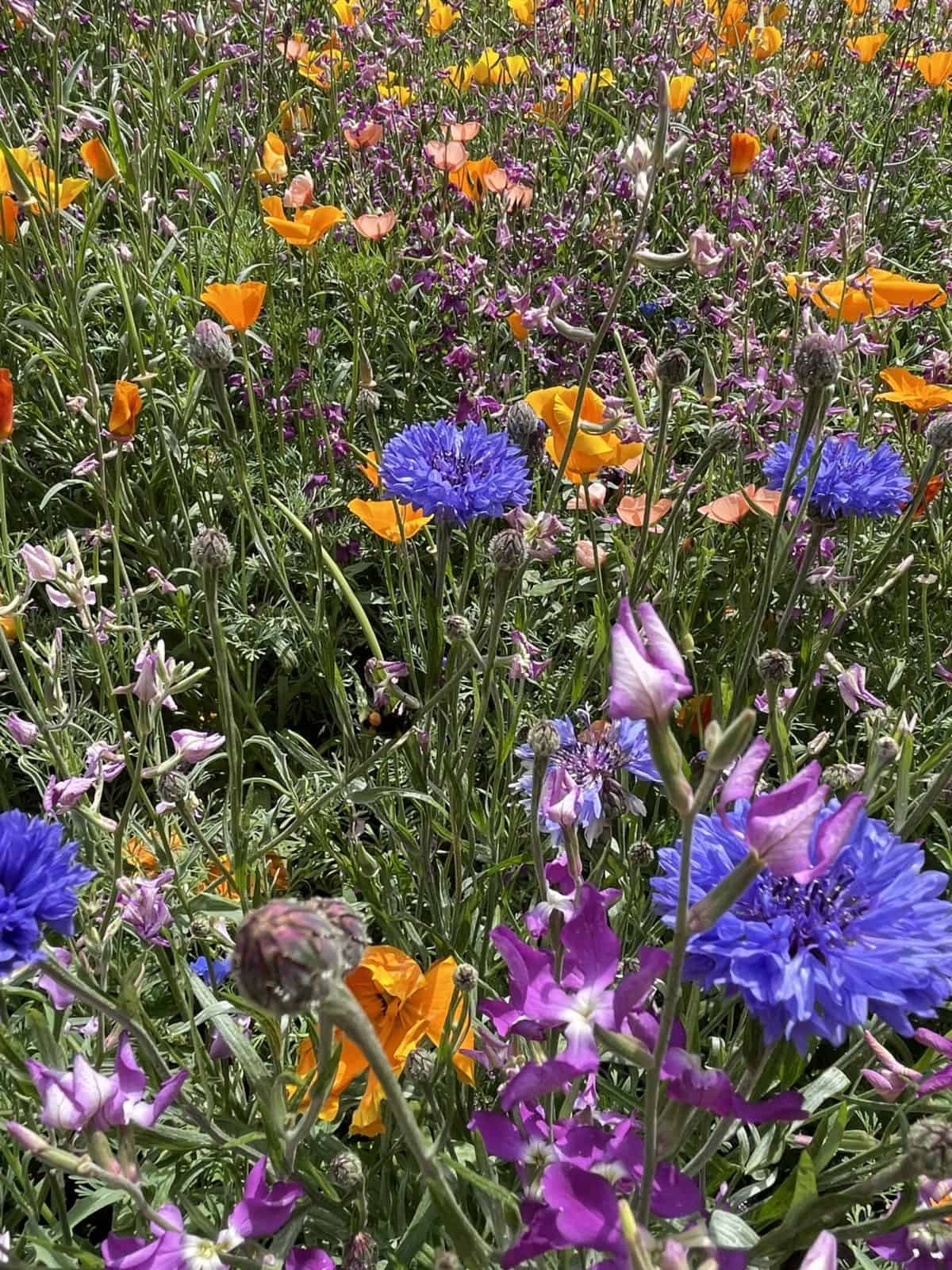 Brightly coloured wildflower