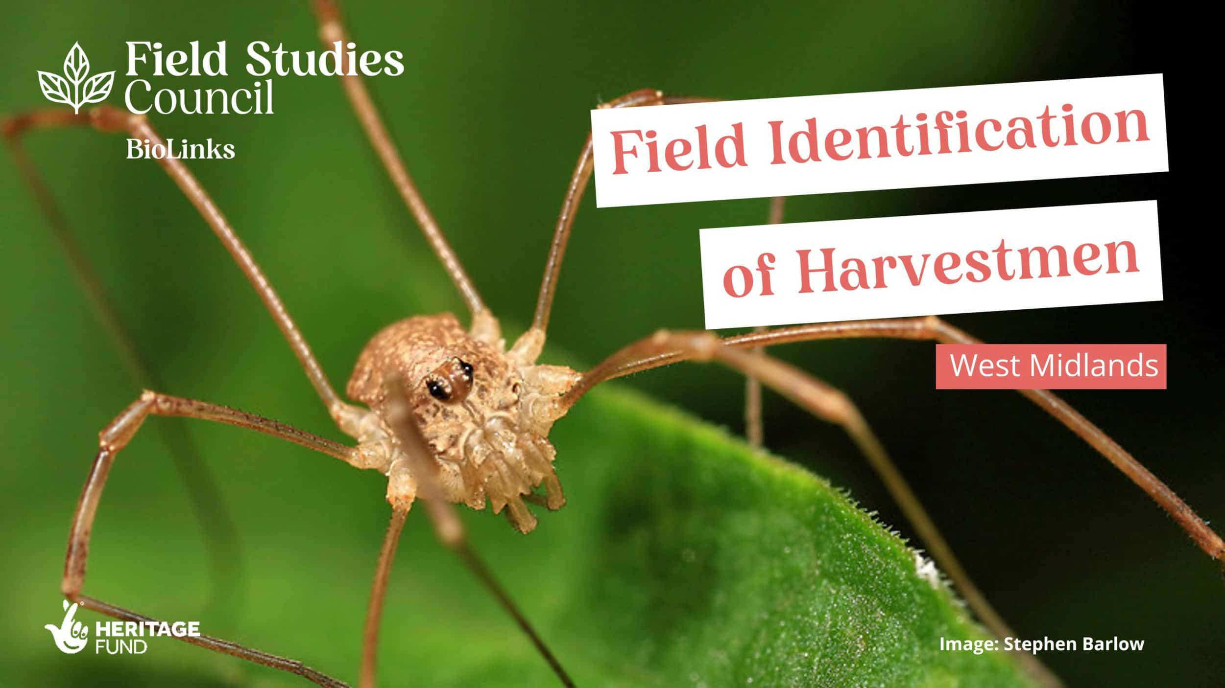 Costa Rica fieldcourse 2014 – Harvestmen