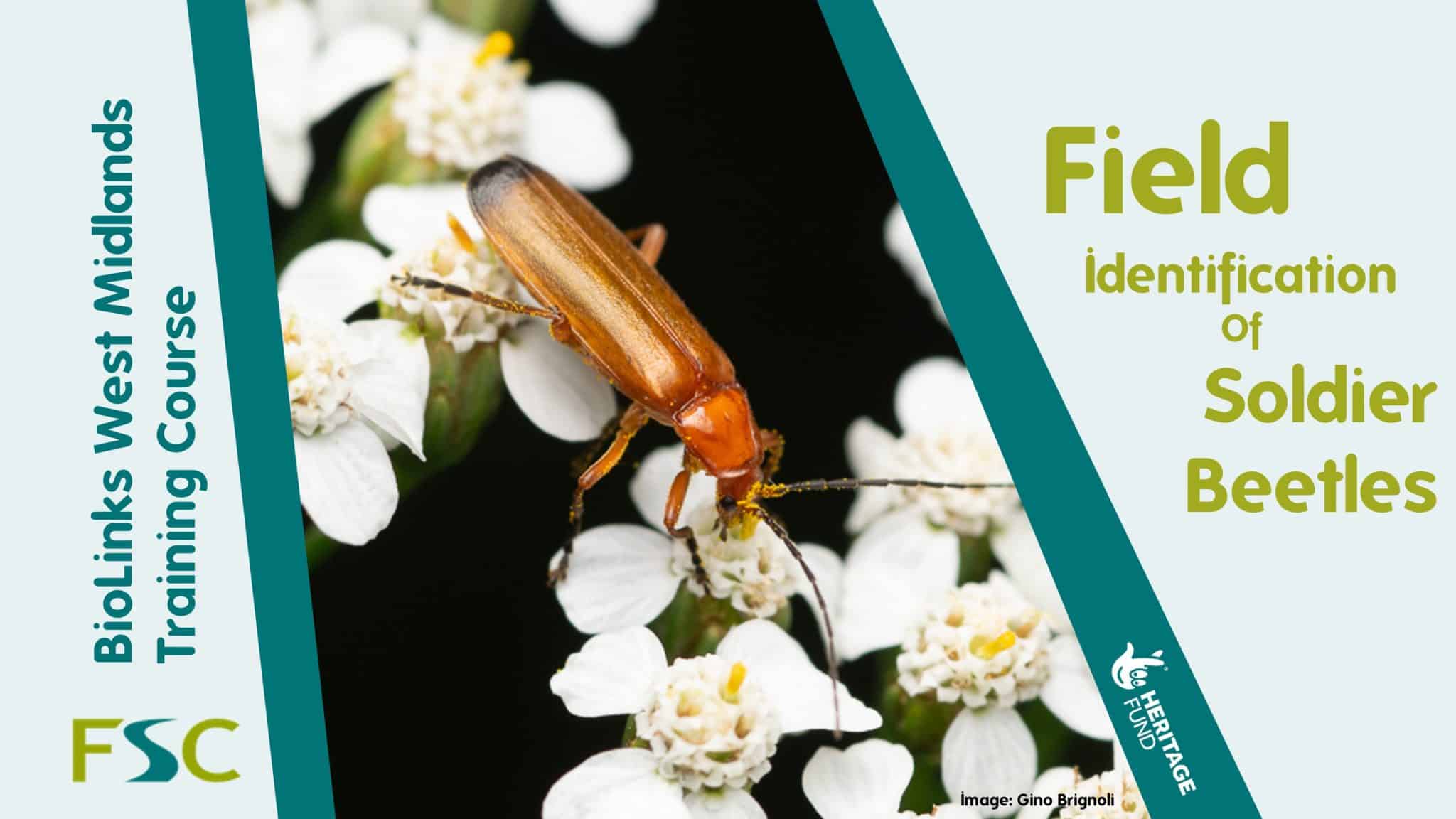 Field Identification of Soldier Beetles Field Studies Council