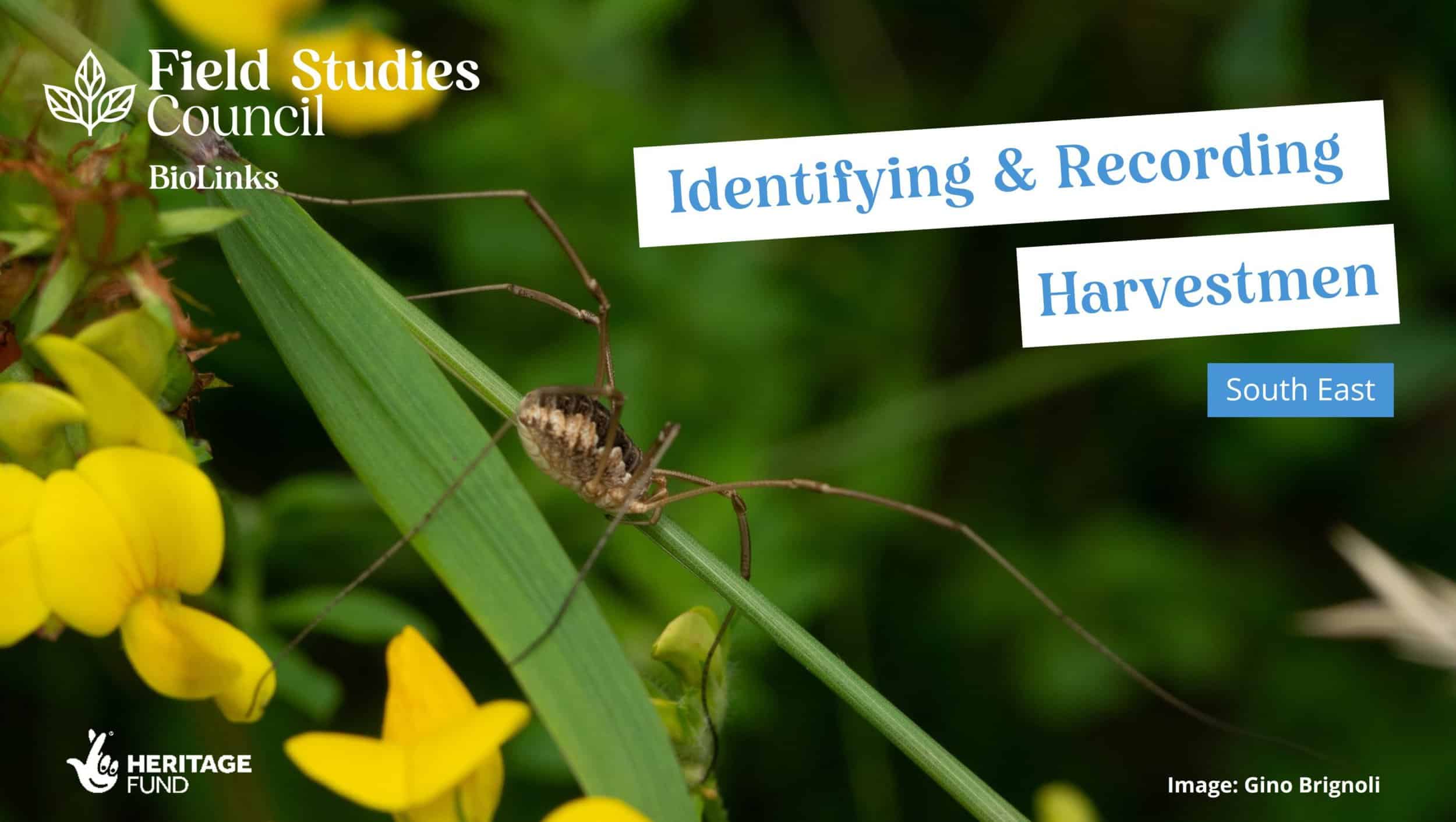 Costa Rica fieldcourse 2014 – Harvestmen