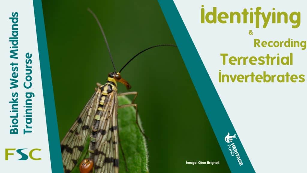 Practical Record Invertebrates Identifying and Recording Terrestrial Invertebrates – Field Studies Council
