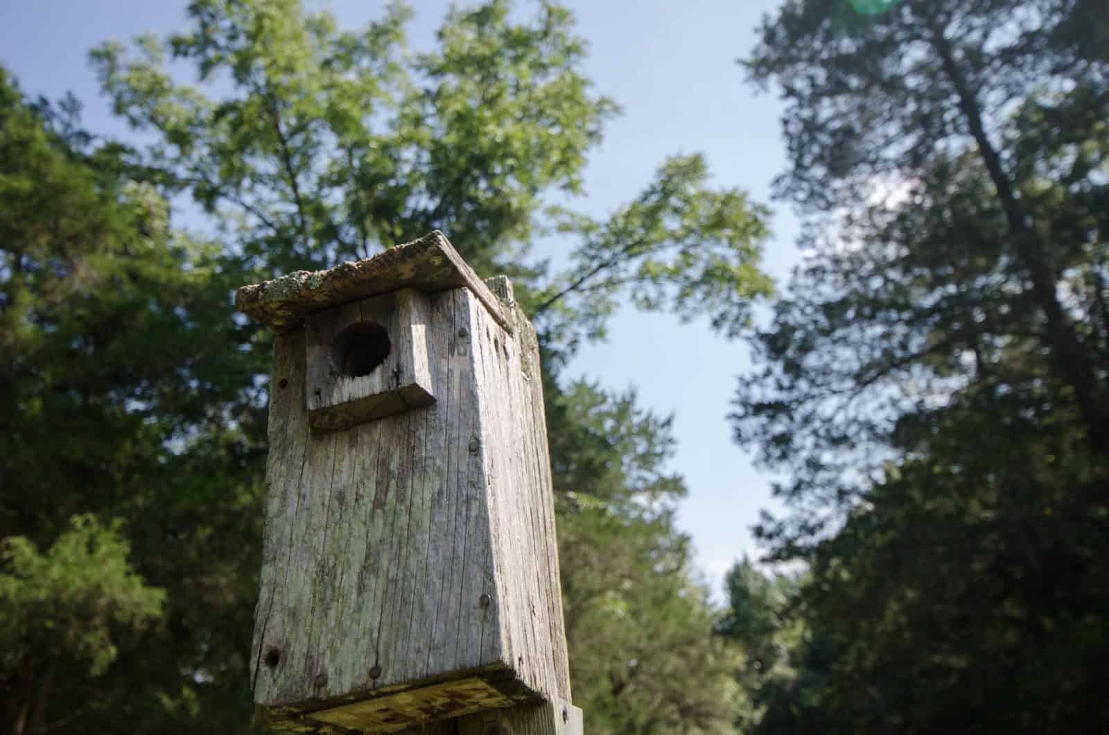 bird box conservation