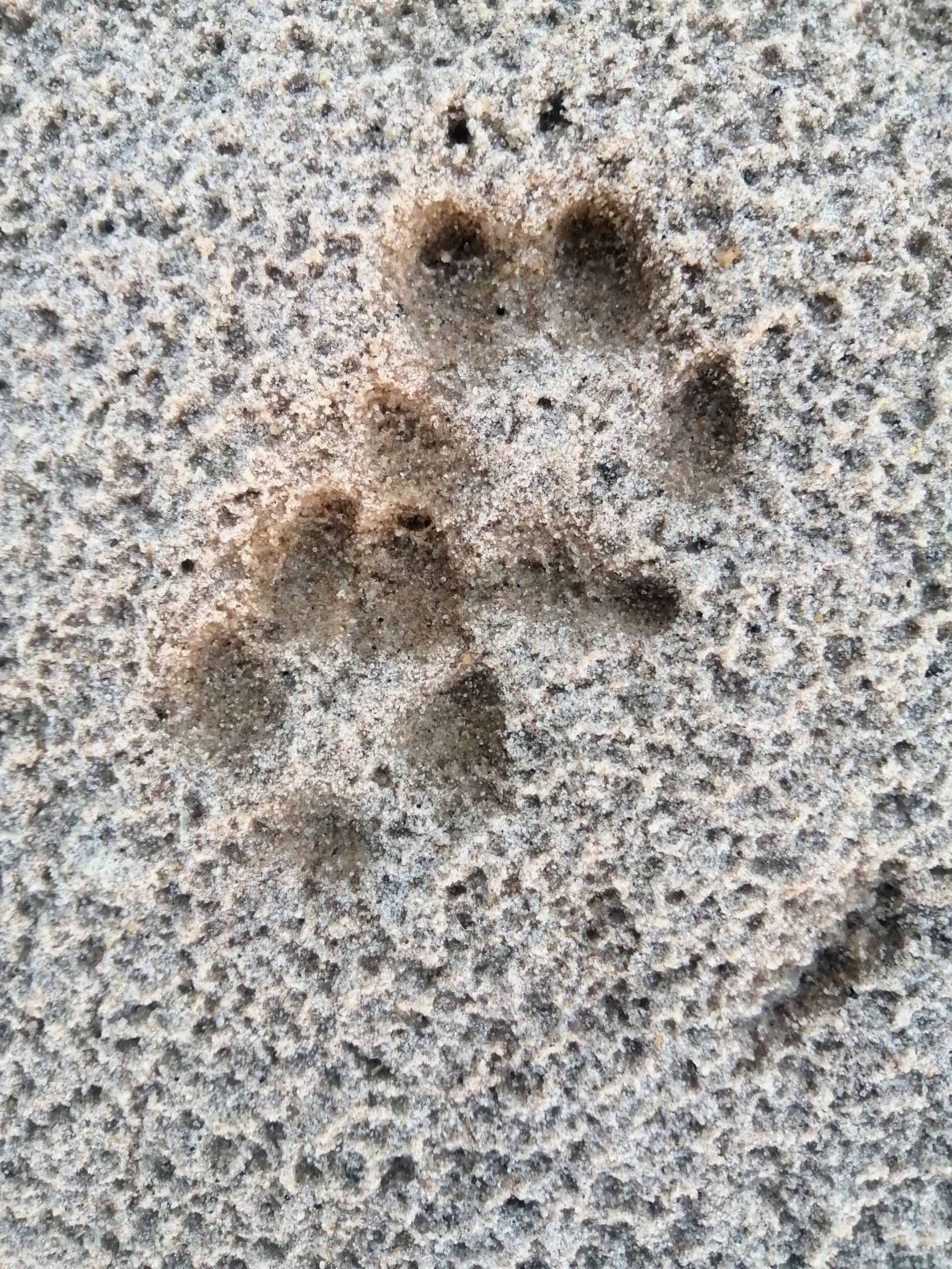 Fox tracks in sandy soil