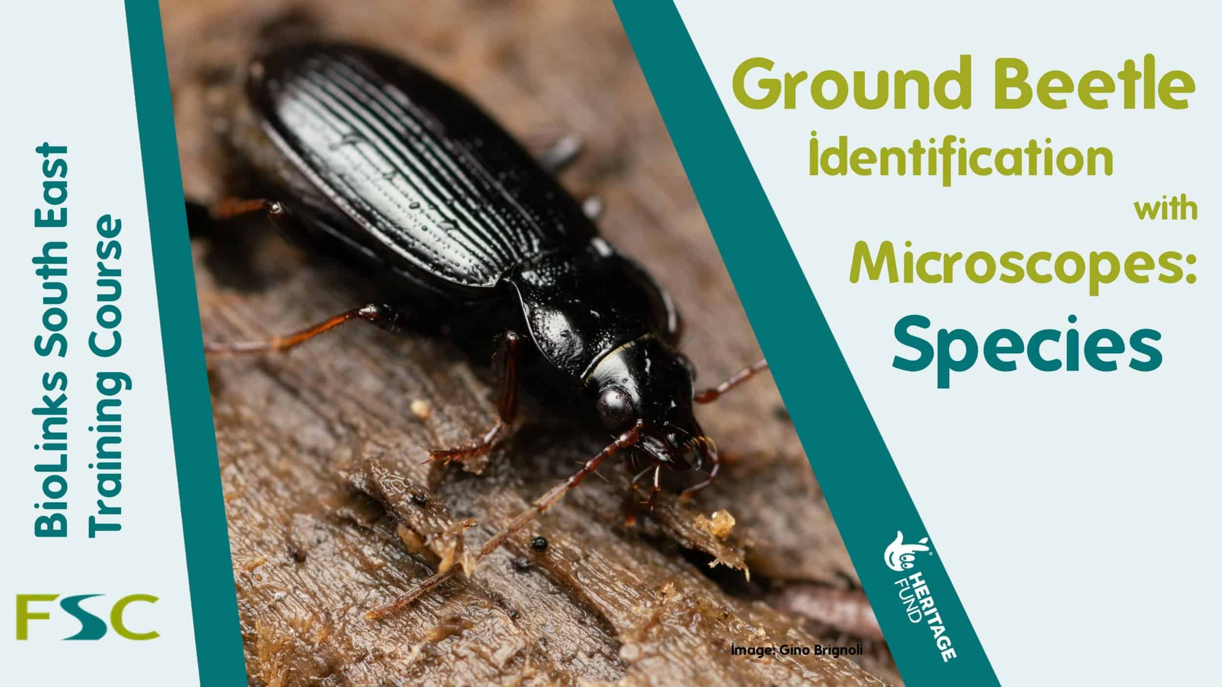 Ground Beetle ID with Microscopes: Species – Field Studies Council