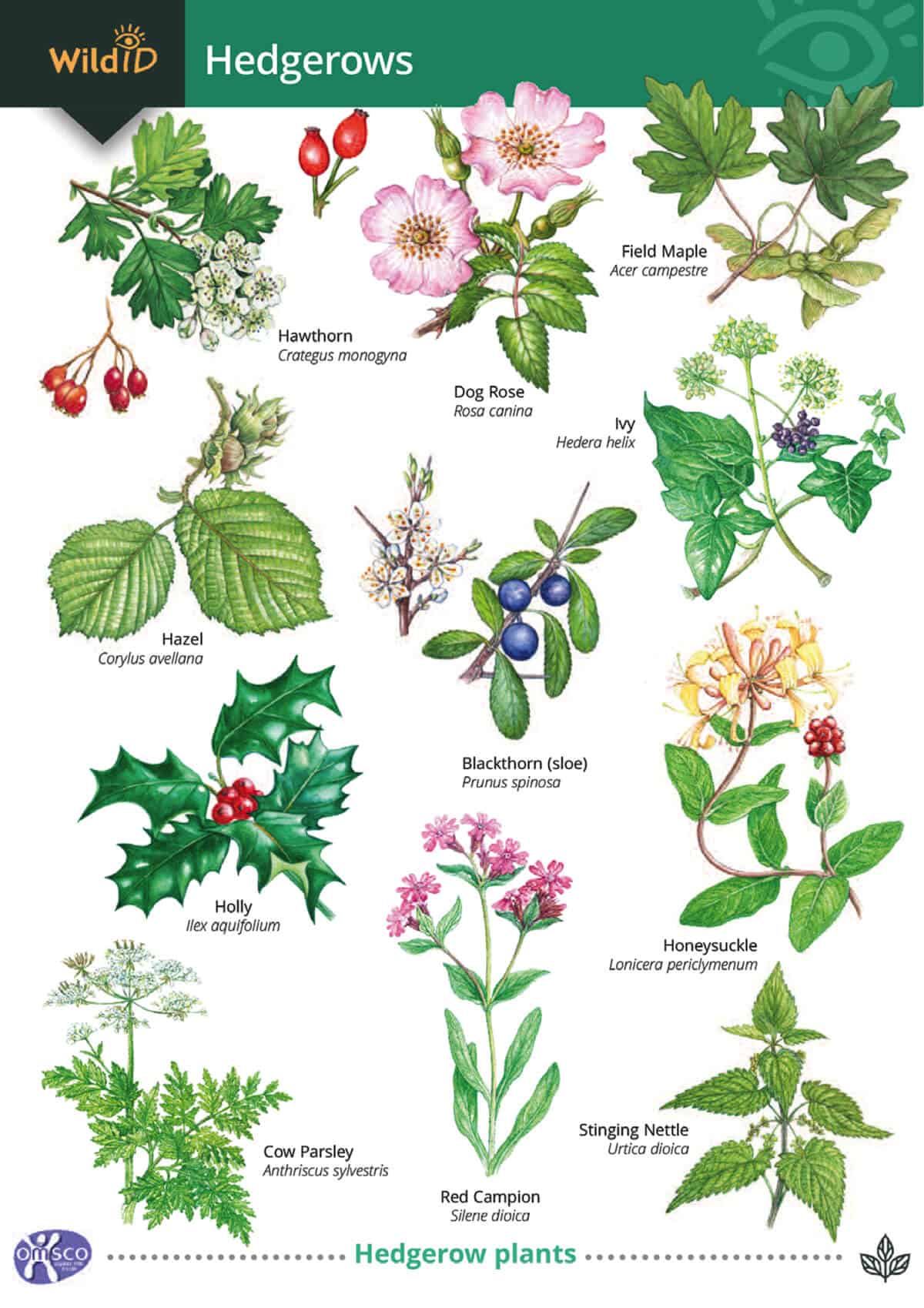 Common Plants Uk Ubicaciondepersonas cdmx gob mx common-plants-uk-ubicaciondepersonas-cdmx-gob-mx