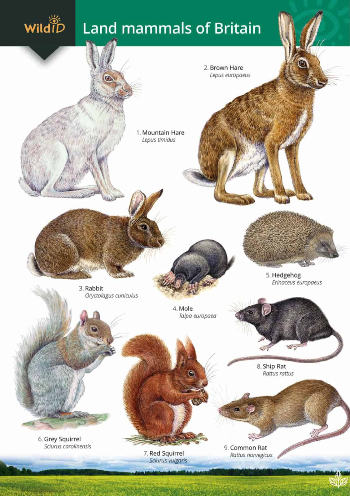 Land mammals