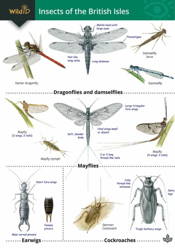 Insects of the British Isles