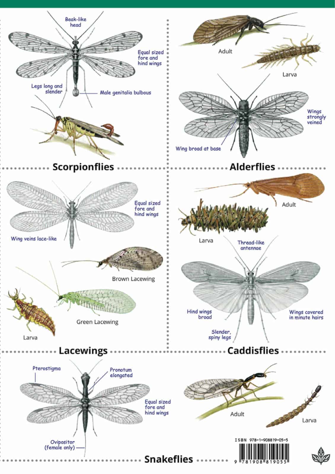 Insects of the British Isles