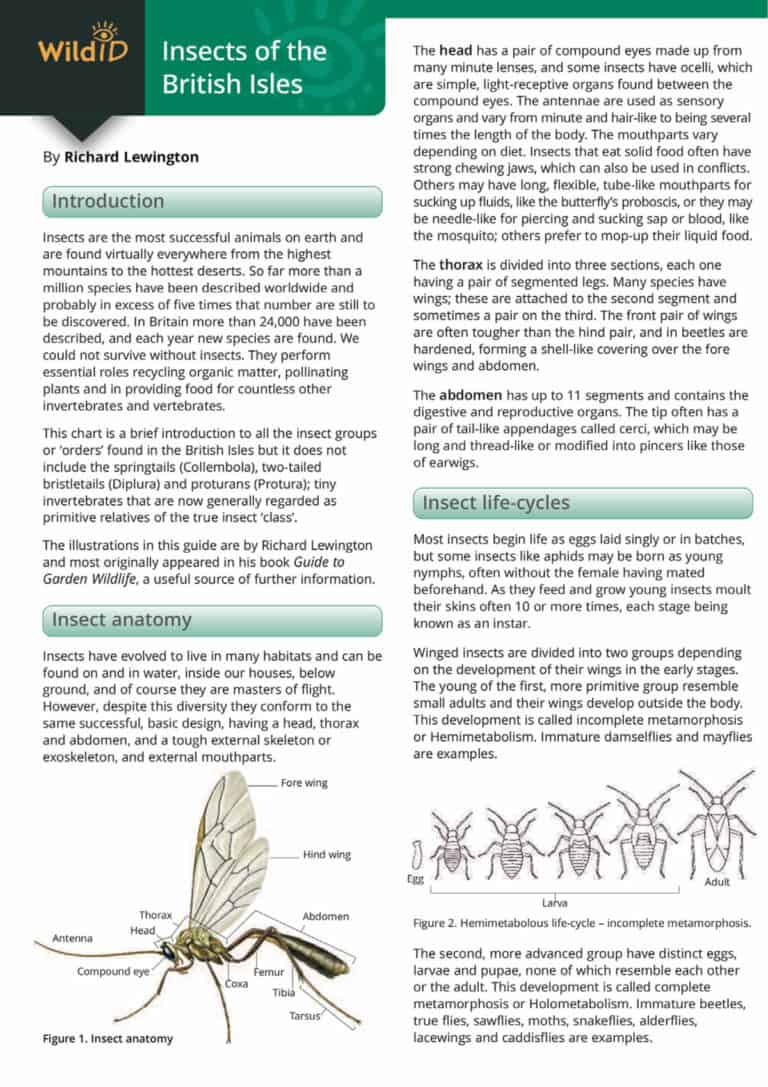 Uk Insect Key Guide Insects of the British Isles guide – Field Studies Council