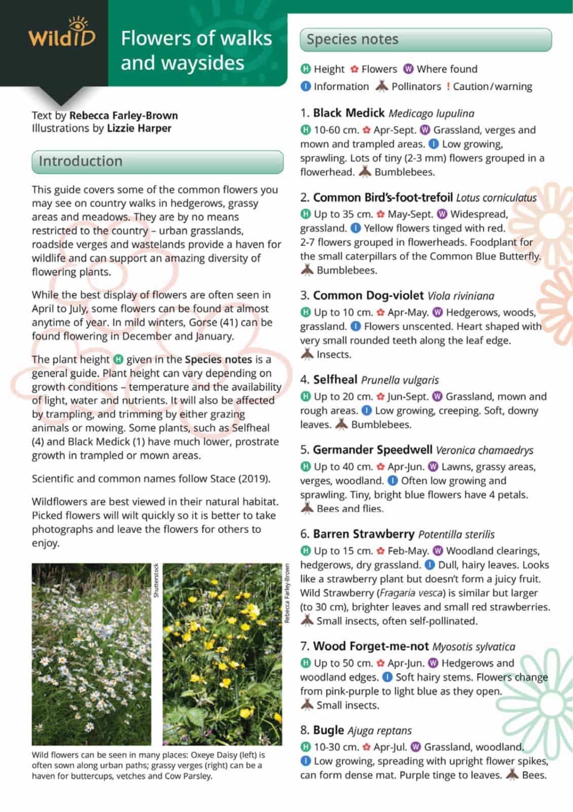 Flowers of walks and waysides