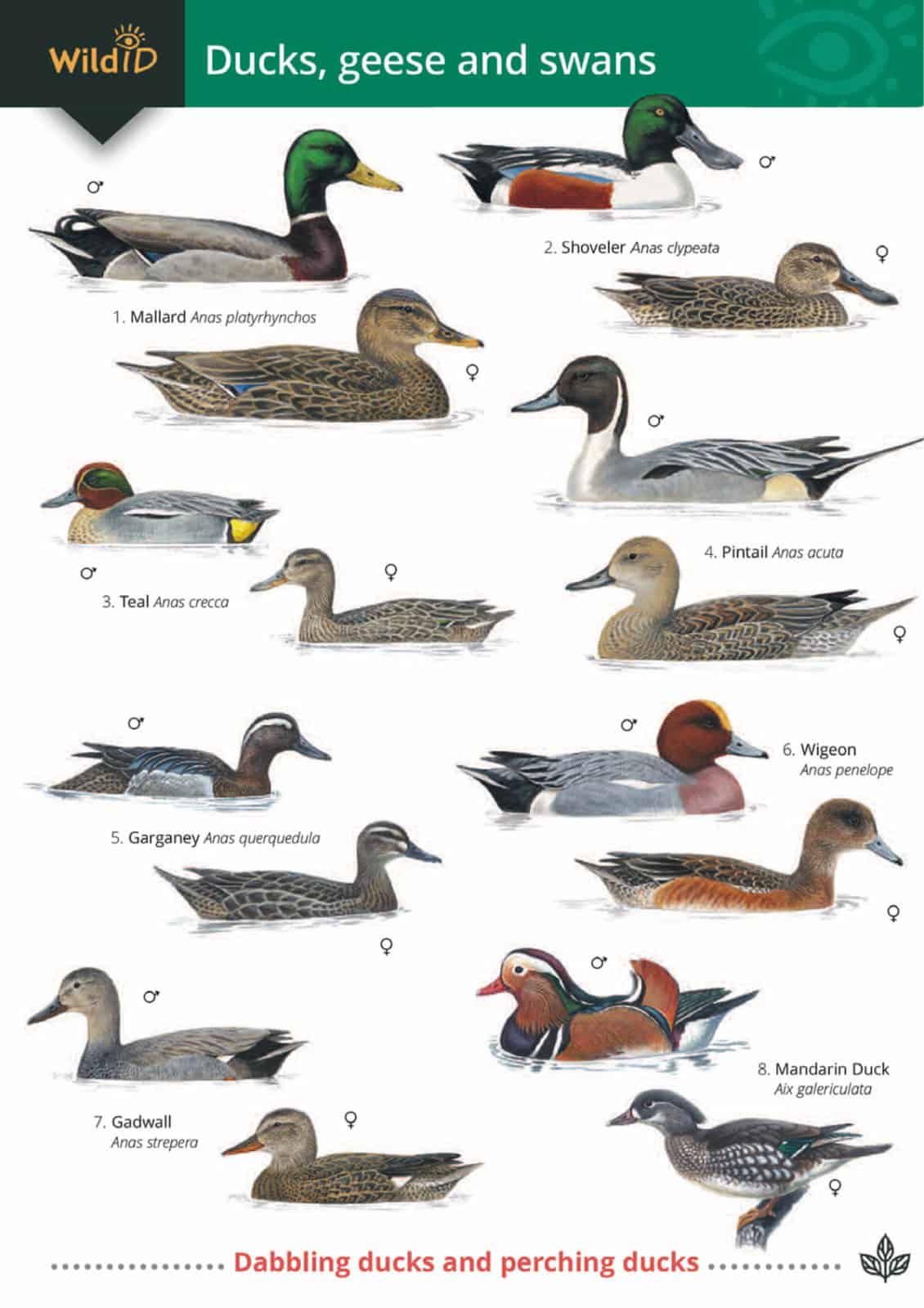Variety of ducks deals