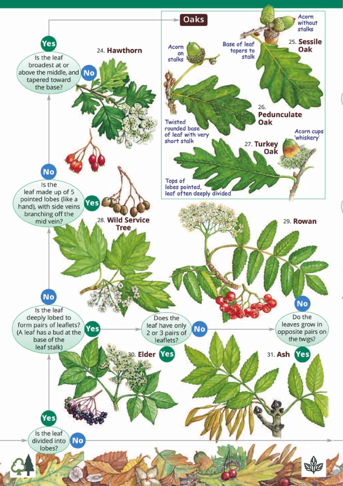 Tree name trail