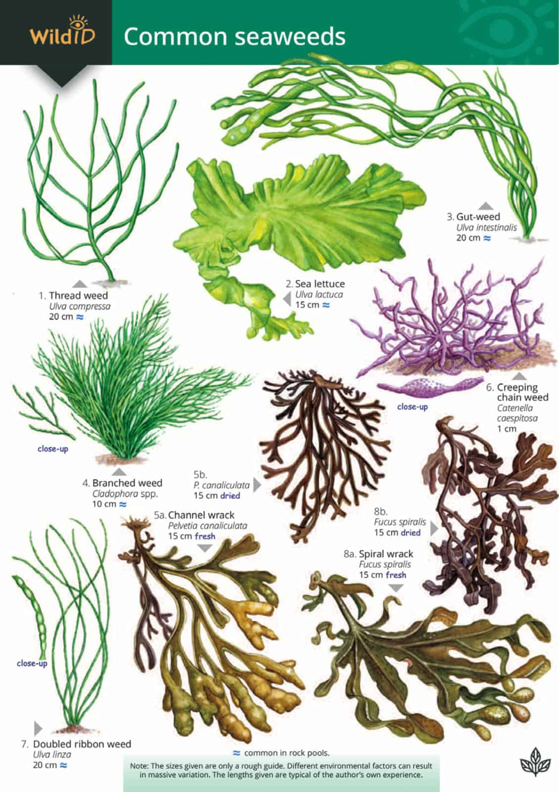 Seaweed Types Ubicaciondepersonas cdmx gob mx