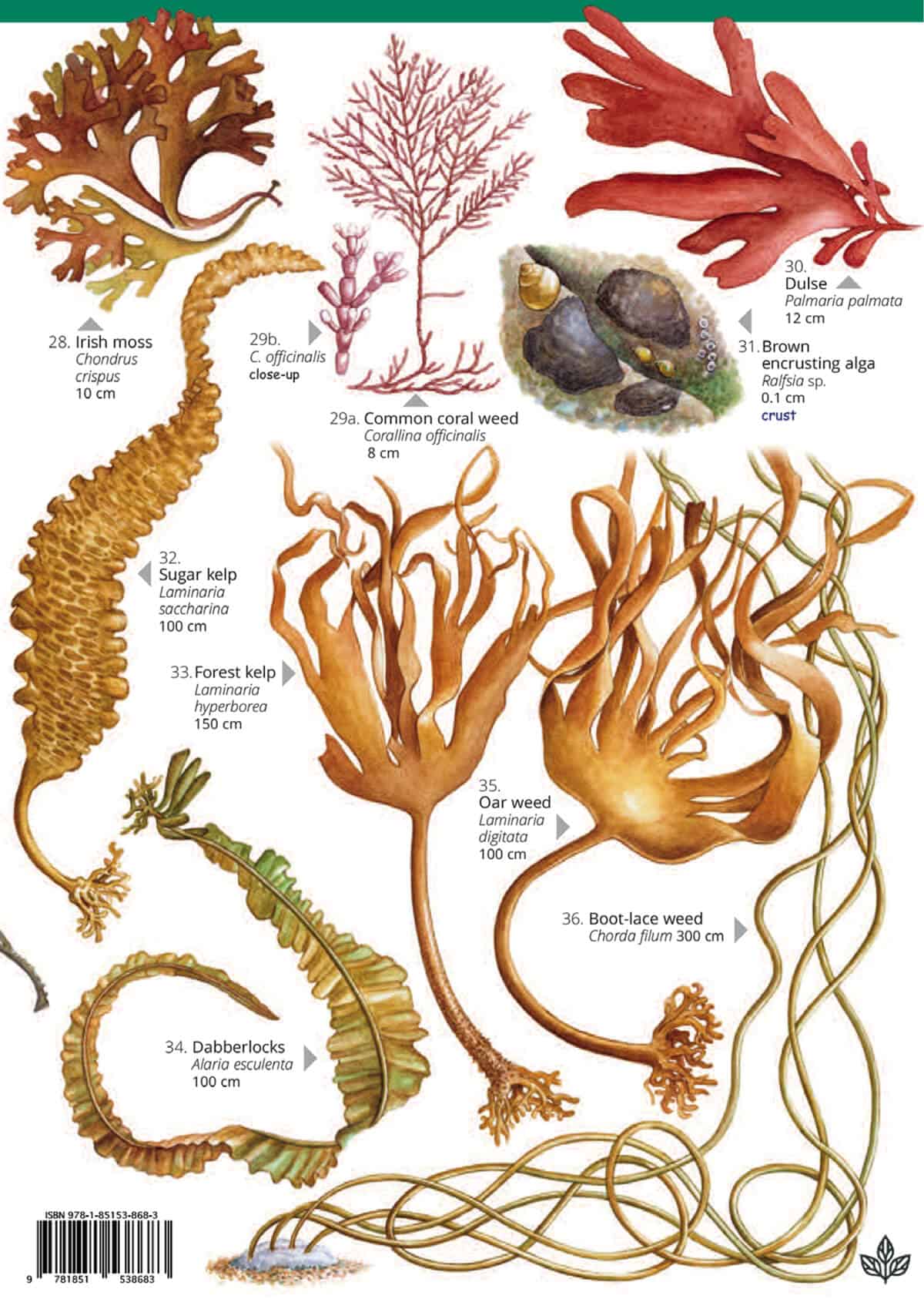 Seaweeds guide Field Studies Council