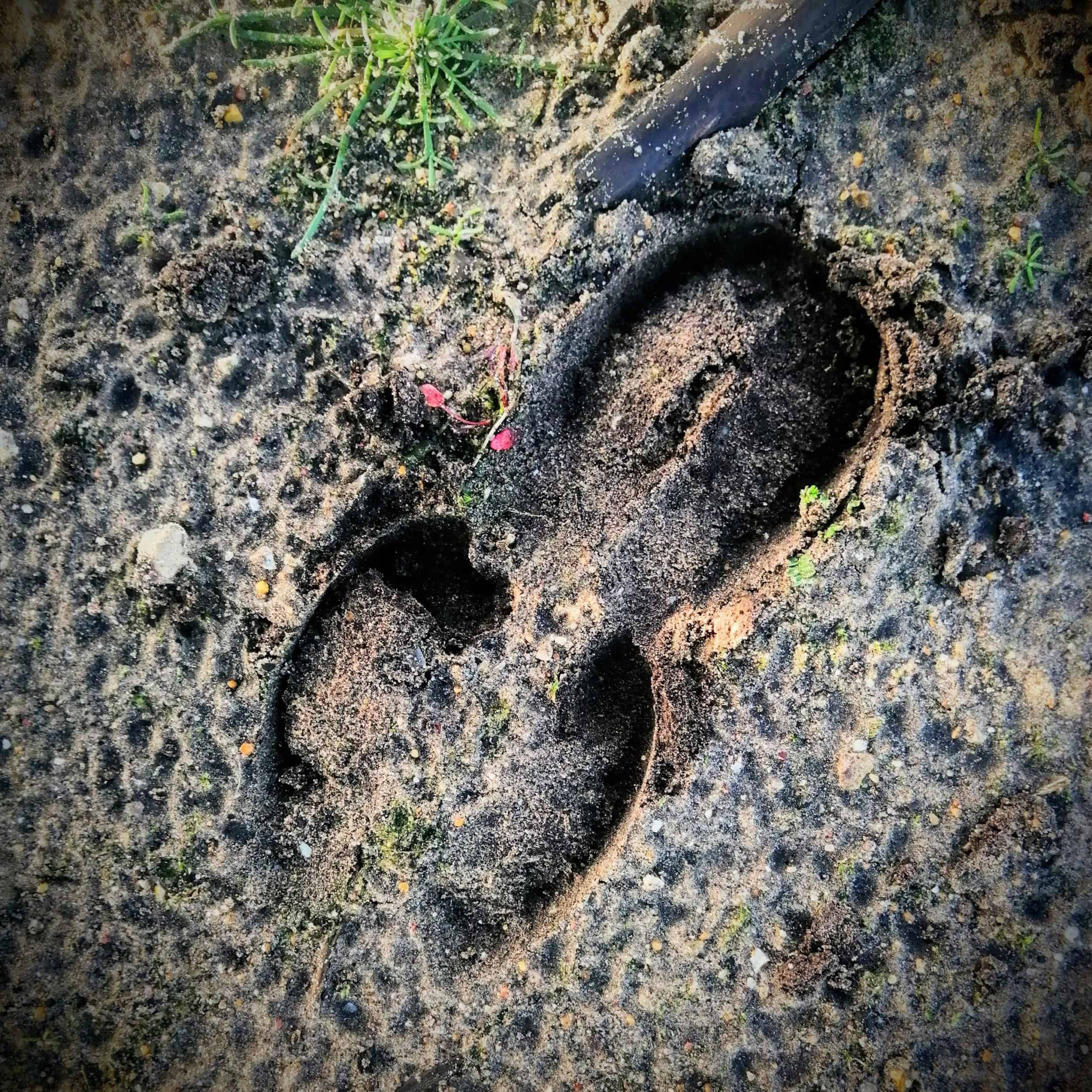 Roe Deer tracks in mud