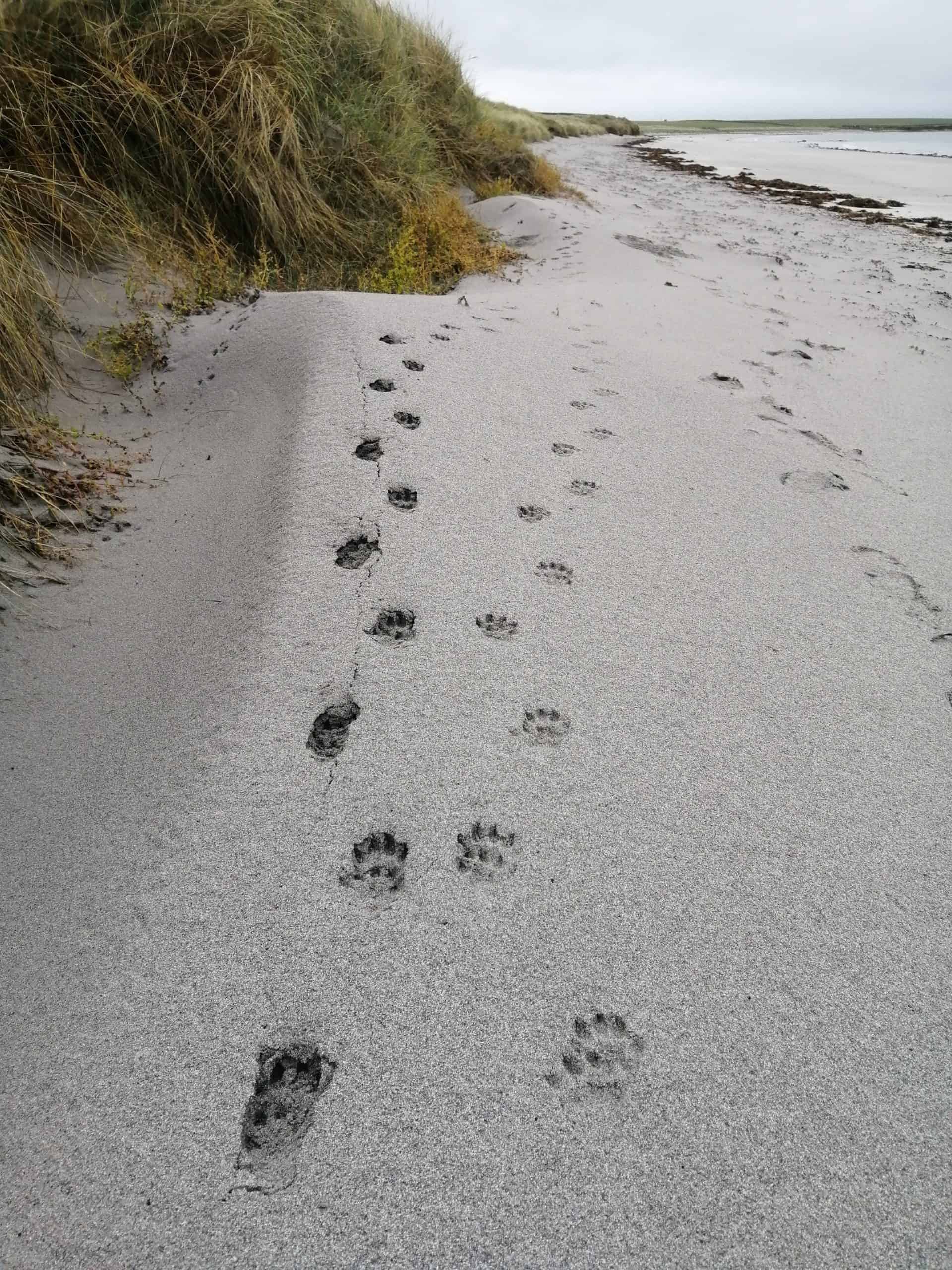 Otter tracks on the beach 