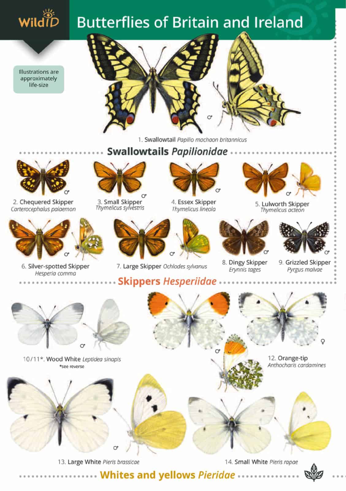 British Butterfly Identification Guide FSC Butterfly Field Guide