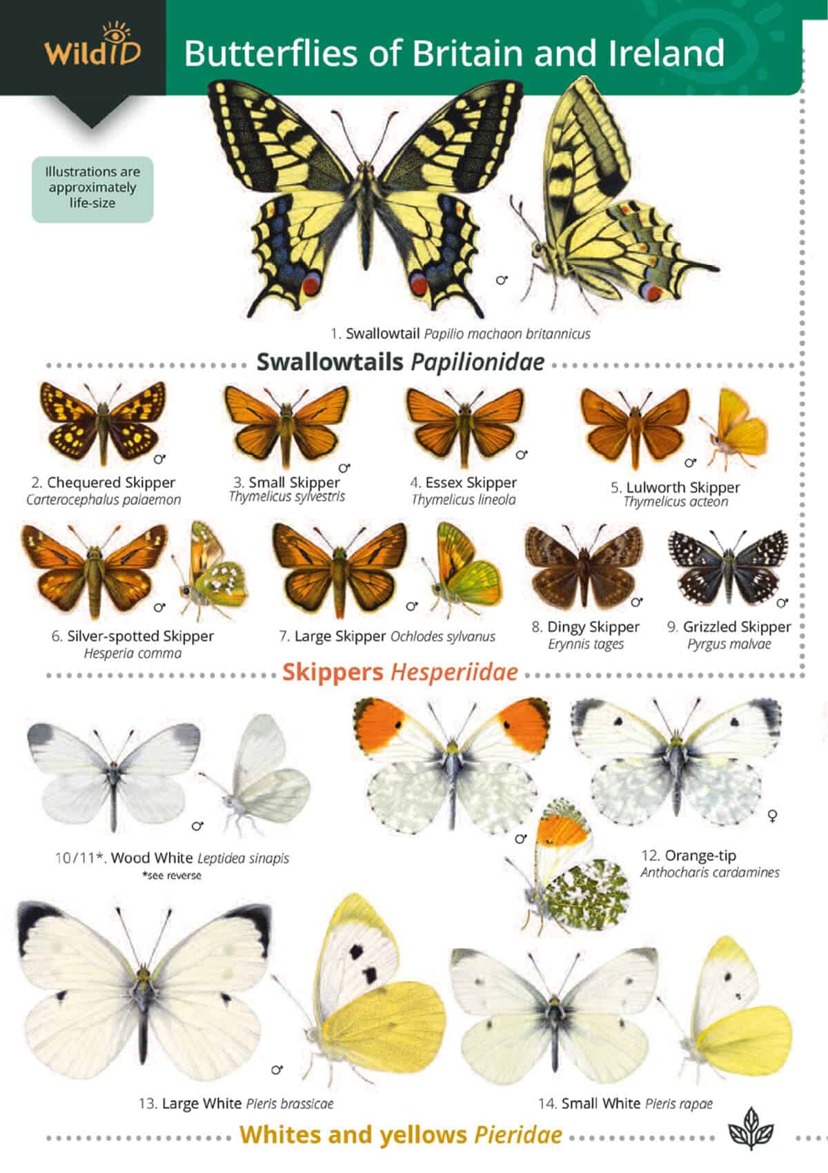 British Butterfly Identification Guide FSC Butterfly Field Guide
