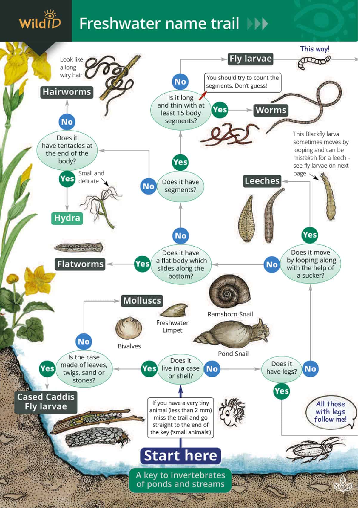 Freshwater name trail – Field Studies Council Freshwater name trail – Field Studies Council