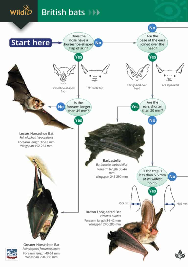 Bats guide Field Studies Council