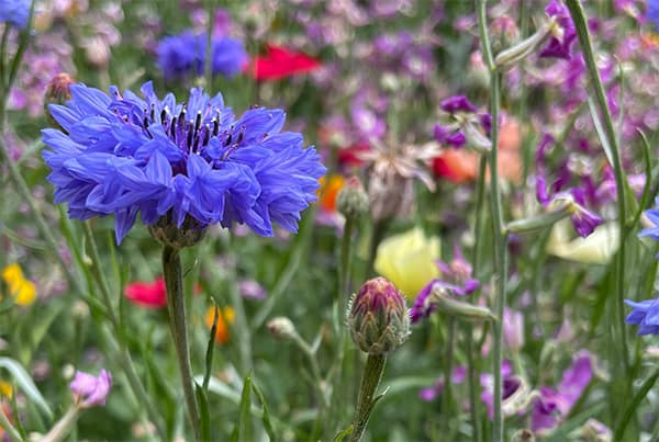 cornflowers and flowers