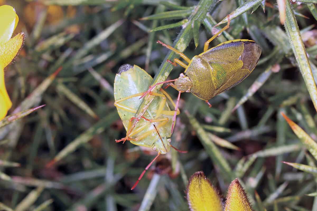 Gorse shieldbug