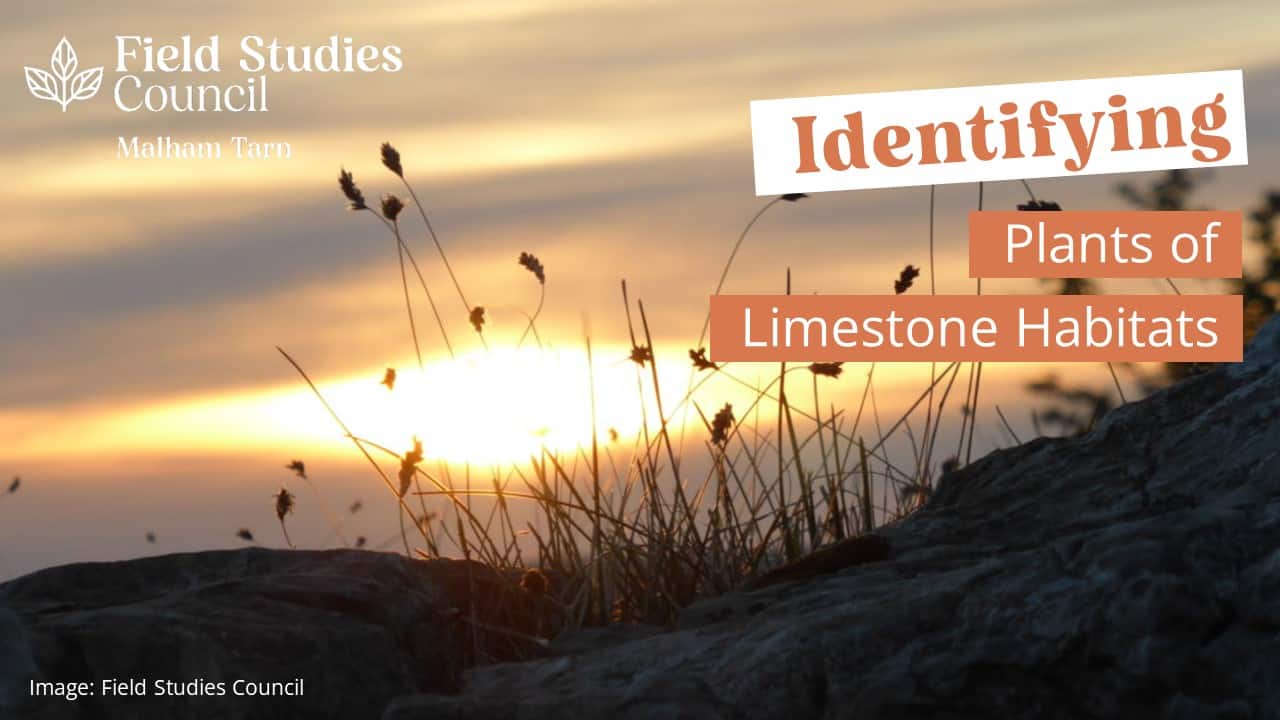 Cancelled Identifying Plants of Limestone Habitats Field Studies