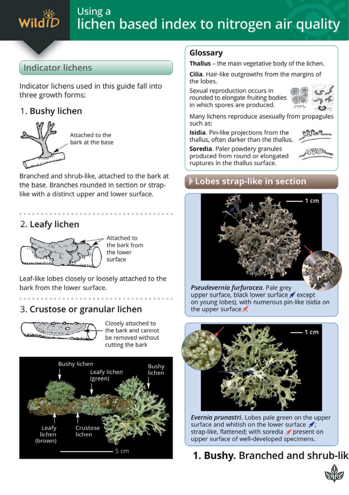 Lichen based index to nitrogen air quality