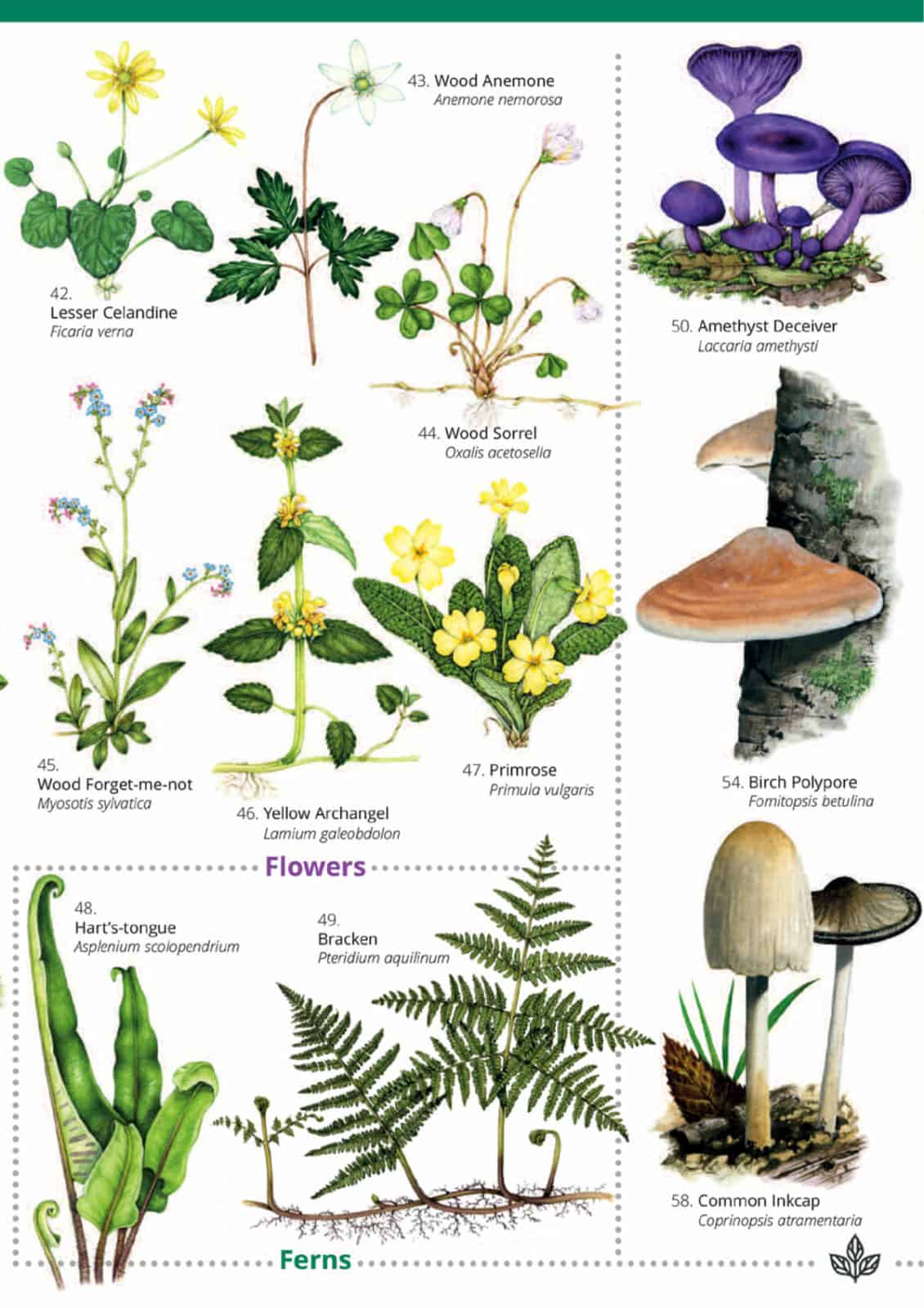 Woodlands: trees, flowers and fungi