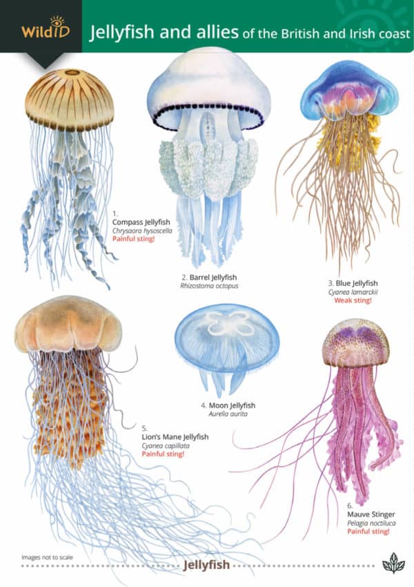 Jellyfish