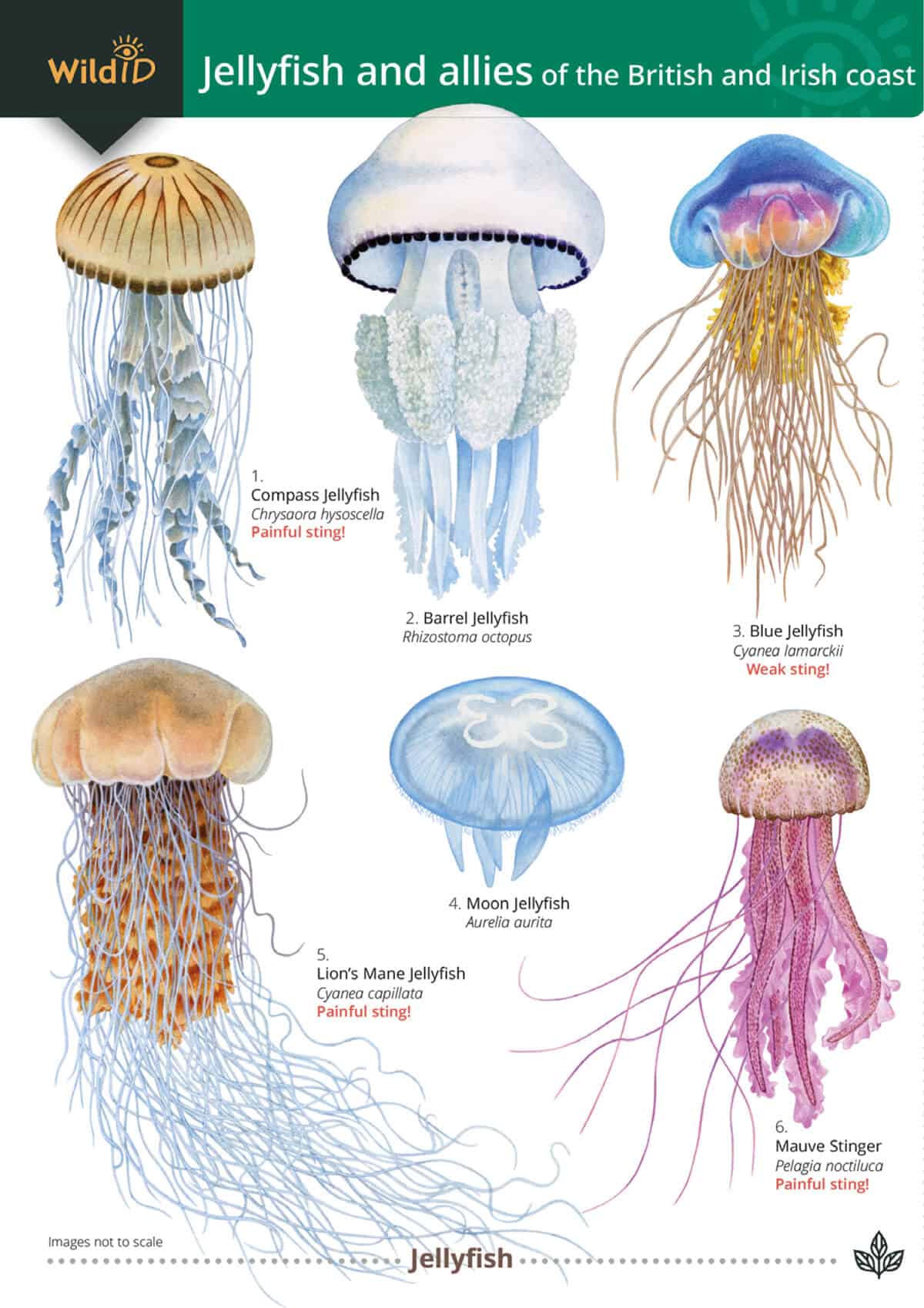 Jellyfish