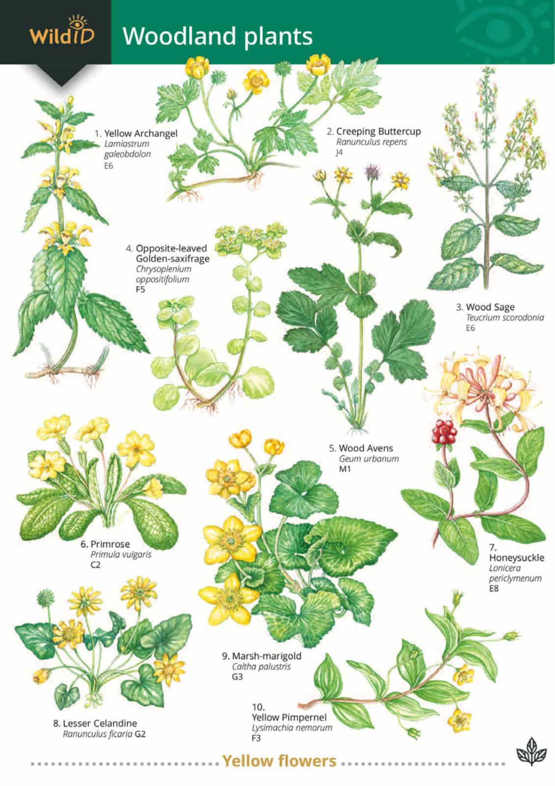 Woodland plants