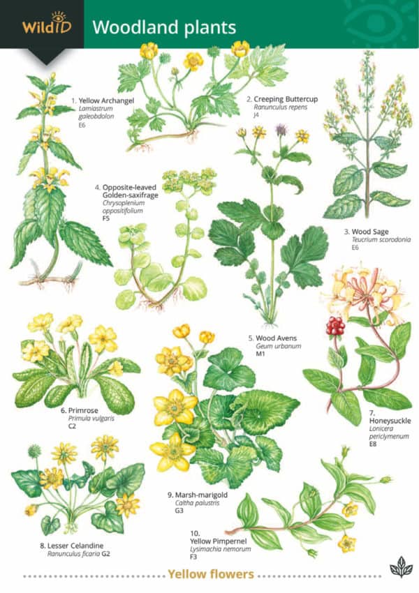 Woodland plants