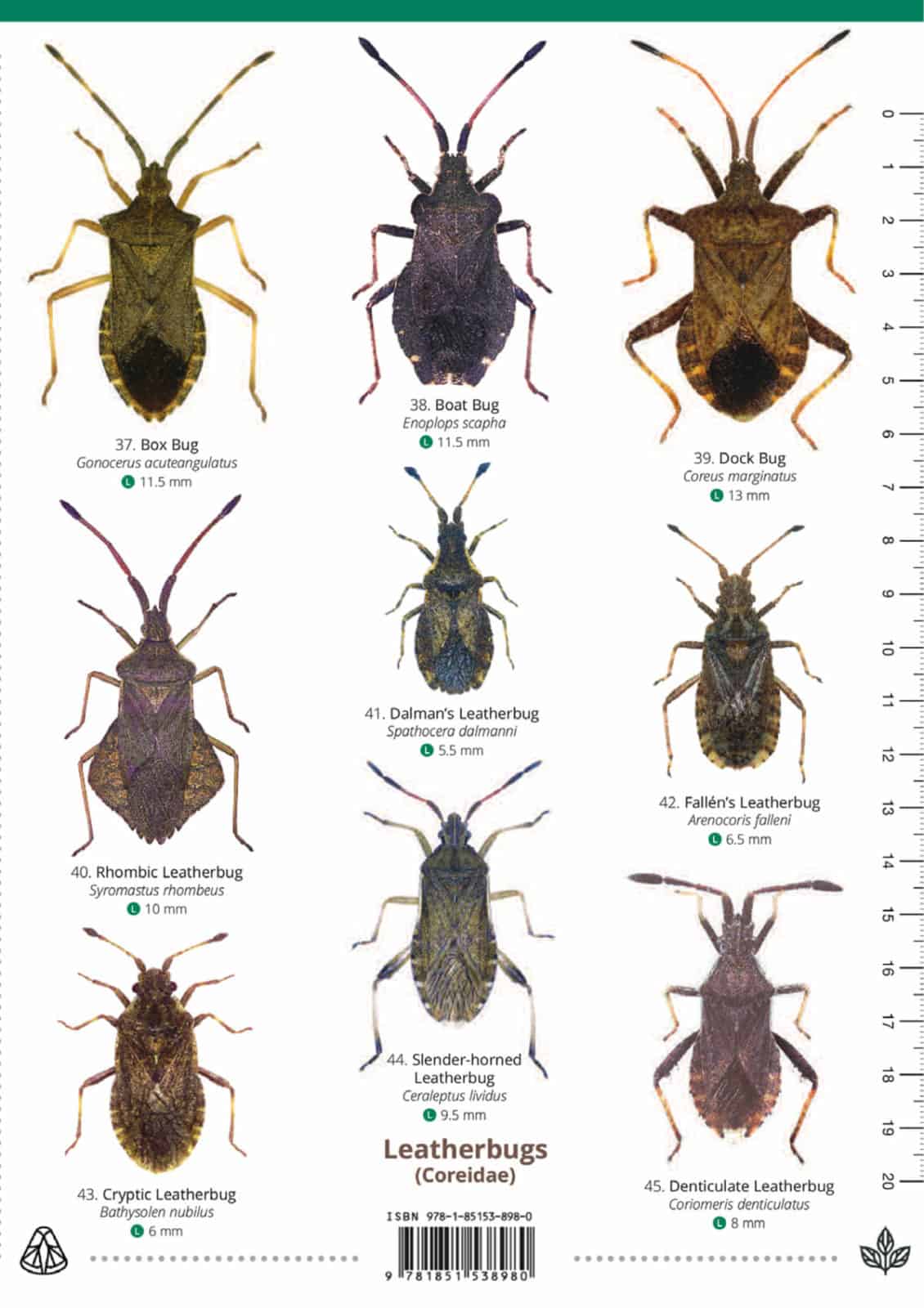 Shieldbugs