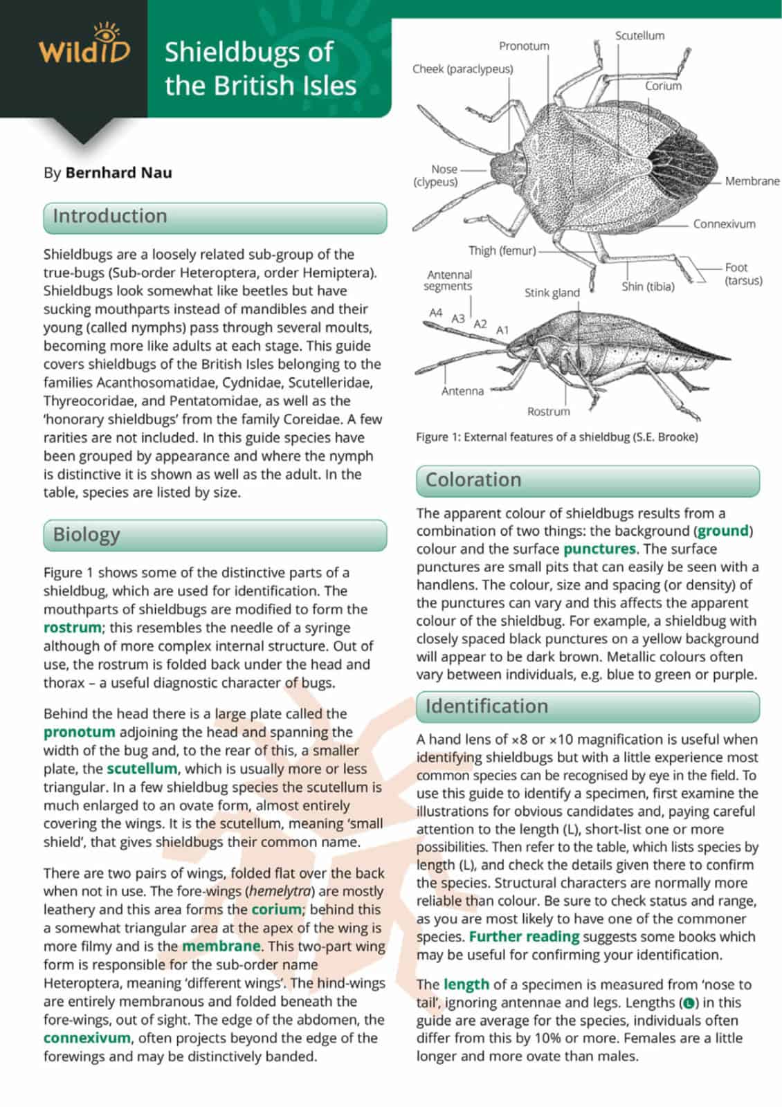 Shieldbugs