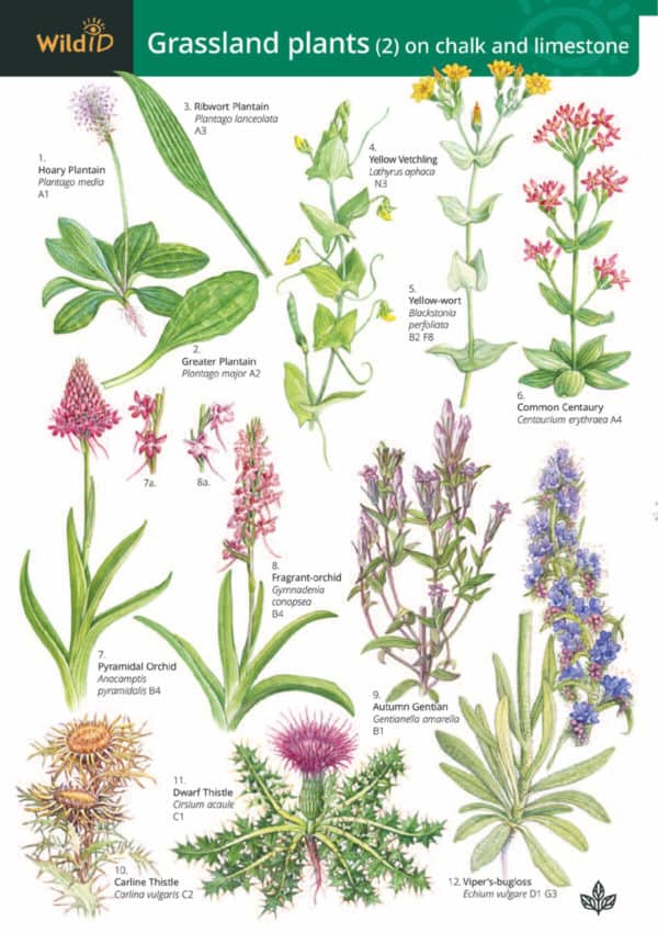 Grassland plants 2 guide