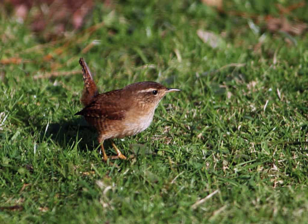 A wren on the ground with tail cocked